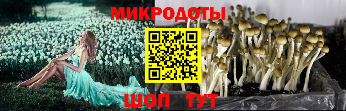 Углич  Псилоцибиновые грибы Psilocybine cubensis  Вход с VPN 